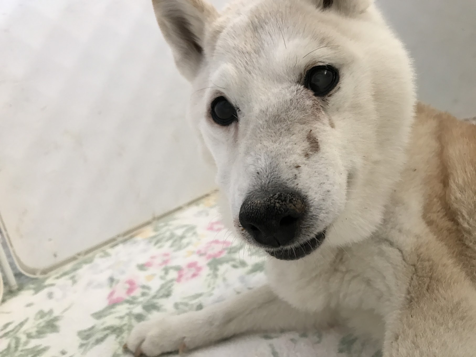 セバくん面会 色々な症状 老犬ホームぱーとなー