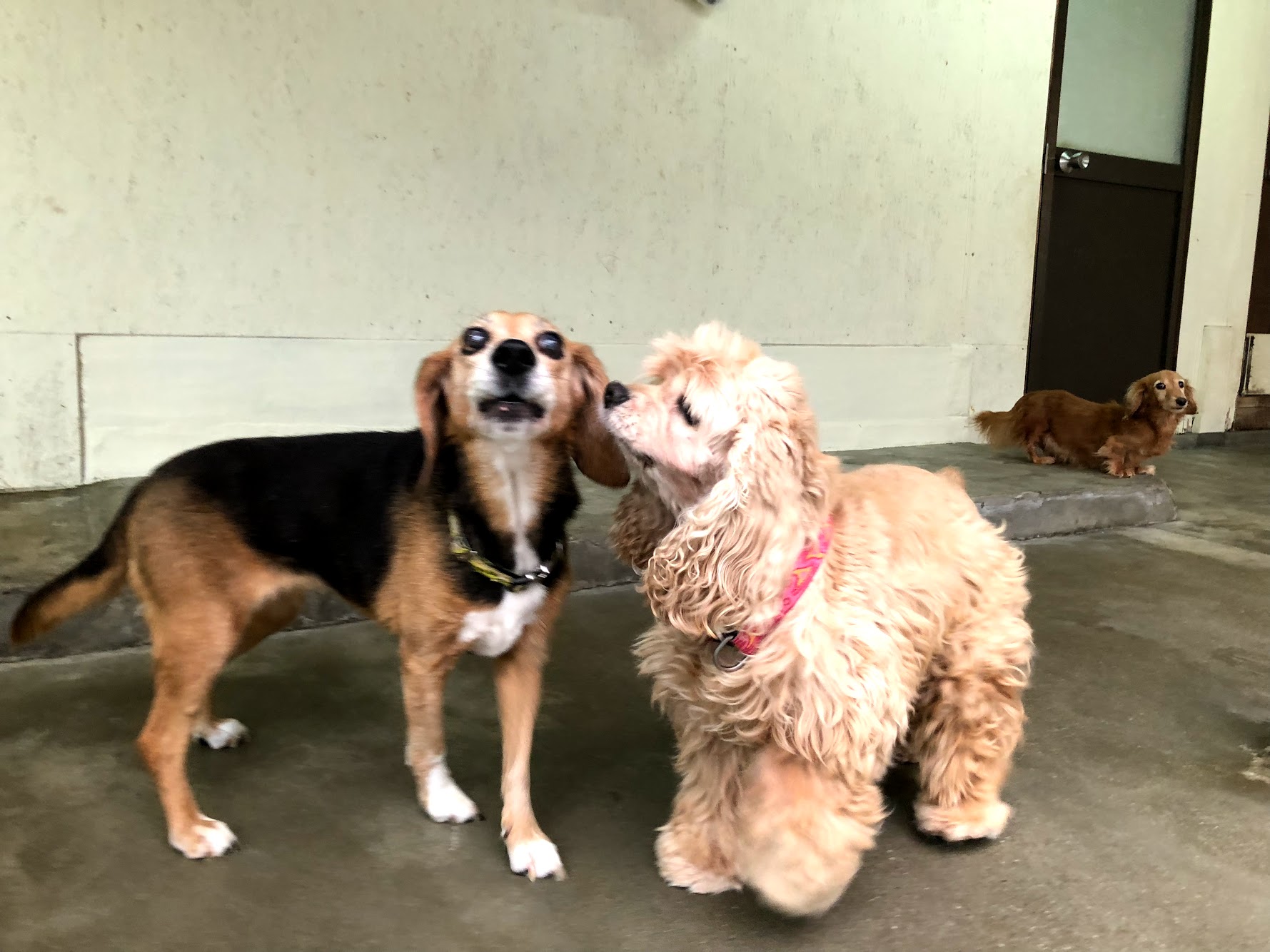 今日は１日 雨ーm M 老犬ホームぱーとなー