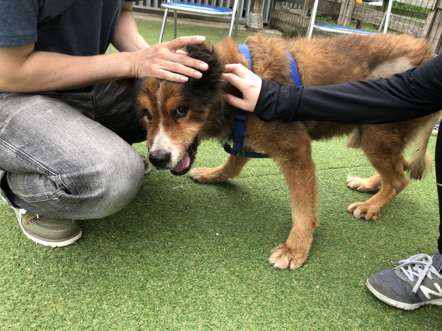 マウくん永眠 老犬ホームぱーとなー