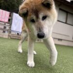 ユキちゃん永眠