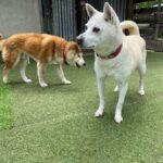 ハナちゃん永眠