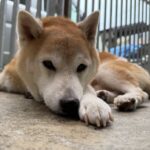 らんちゃんお預かり♪