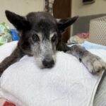 マシューくん永眠