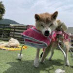 さくらちゃん永眠