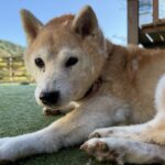 らんちゃん永眠