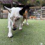 ハナちゃんお預かり♪