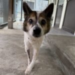 雪が積もりました！