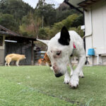 ハナちゃん永眠