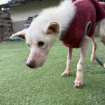 久しぶりの雨！