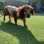 チップくん永眠