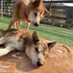 急激な老化の進行！