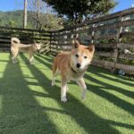 ラッキーちゃん永眠