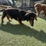 空くん、ムクくんお預かり♪