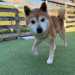 こまめくんお預かり♪