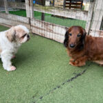 マロくんお預かり♪