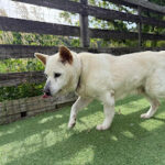 ラッシーくんお預かり♪