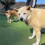 ハッピーくん永眠