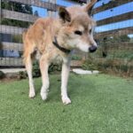 今日は柴犬デー♪